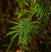 amino, humic and fulvic acids for cannabis