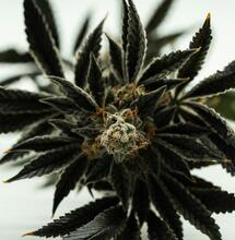 Aminoácidos fundamentales en el cultivo de cannabis.