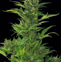 Dinafem: 10 anni di autofiorenti progressi