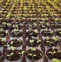 Il risveglio della vita