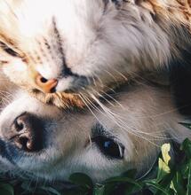 Quando il gatto deve vomitare