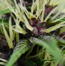 Antocianinas el color de la marihuana