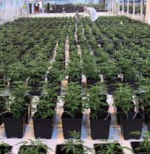 Wietexperiment gaat vier jaar duren