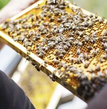 Canapa salva api: lo studio polacco su siccità e pesticidi