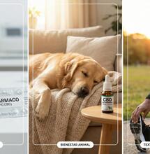 El CBD en la vida diaria: Evidencia científica y bienestar