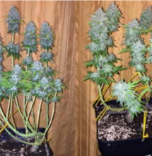 Cultivo arbustivo de marihuana 