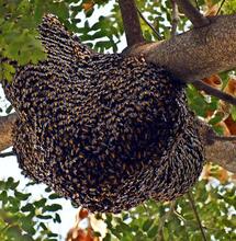 Are Bees Attracted to Hemp?