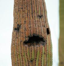 Developments in the Arizona Cannabis Market