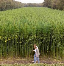 Arnhem start met proef om vezelhennep te telen