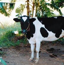People have used cattle to smuggle weed. 