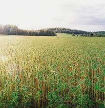 Assicurare la canapa