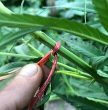 Por qué es bueno atar la planta de Marihuana o cannabis para mejorar el rendimiento de la planta.