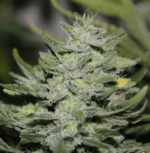 Trucos: mejora el sabor de los cogollos de marihuana