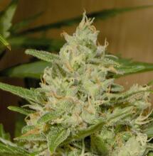 Auto Zkittlez