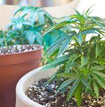 Coltivazione di cannabis: liberi tutti?