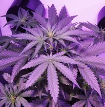 The Roll Models Interviews - E1: Dutch Passion