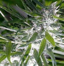 Discover all the ways baking soda benefits your cannabis garden — from soil pH balance to pest control, cleaning tools, and treating mildew naturally.