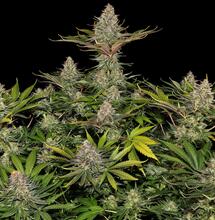 Sensi Seeds y Barneys Farm se alinearon para entrar a USA.