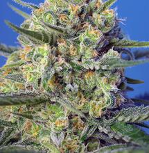 Crystal Candy F1 Fast Version