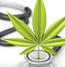 Bedrocan lanceert Bedrolina met hoog CBD-gehalte
