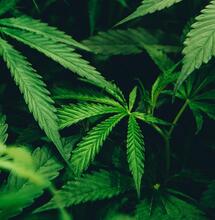 A Beginner’s Guide to Training Cannabis Plants