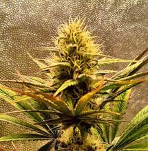 A Beginner’s Guide To Flowering Cannabis