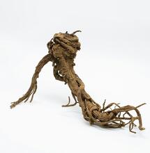 Die Cannabis-Wurzel und ihr Potential