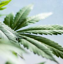 Cannabis, stop alle squalifiche