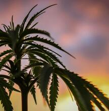 cannabis plant against a sky backdrop. 
