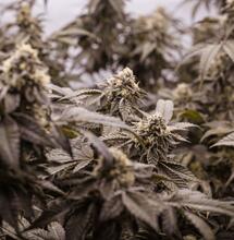 5 of the Best Cannabis Strains for the Season