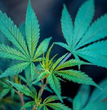 Best Practices on How to Germinate Cannabis Seeds