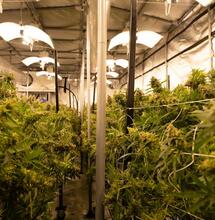 How light positioning, reflectors, and distribution directly impact cannabis yield? Our expert Mr Bill shares tips to reduce light loss and improve efficiency. 