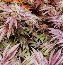 7 Top Tips On Bigger Yields