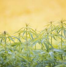 Mejora la fertilización cannábica: biodisponibilidad.