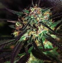 Todos los bio estimulantes para marihuana