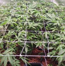 Biologische Hydroponik oder „Bioponik“: das Konzept der „flüssigen Erde“