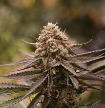 8 Ways How To Grow The Biggest Yields Indoors