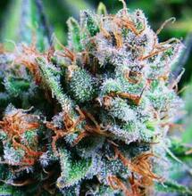 ¿Cómo cultivar marihuana Blue Dream? Cuidados y precauciones.