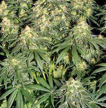 Blue Gelato 41