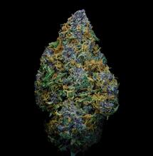 How to Grow Blueberry Cannabis and Get the Best Yield Outdoor? 