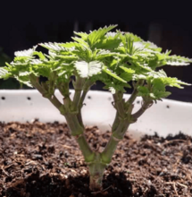 Cultiva un bonsái de marihuana con LED.