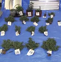 70 jarige Belg aangehouden na vondst kilo wiet