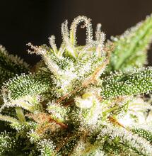 Un abono hidro en el balcón