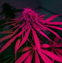 Brazilian study says cannabis can also be an exit drug 