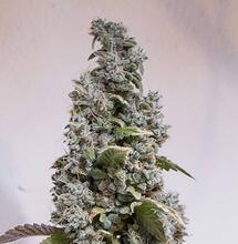 Breeding Talk With Trichome Jungle Seeds