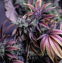 ¿Cosechas gigantes en plantas de marihuana ? Mide el nivel de azúcar