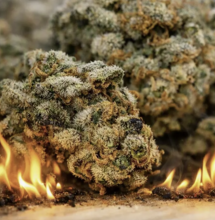 Burocrazia in fumo: 632 chili di cannabis medica distrutti in Germania 