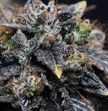 Clones élite: La familia Bubba Kush