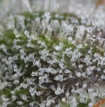 Erstklassige Tipps zum Maniküren, Trocknen und Fermentieren