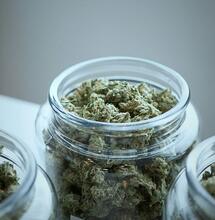 Cannabis Light: scarcerazione immediata a Belluno, servono analisi scientifiche